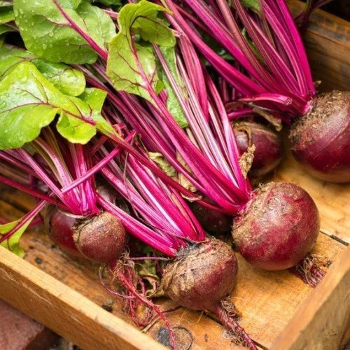 Lutz Green Leaf Red Stem Beet Seeds 50 Ct NON-GMO Heirloom Beta vulgaris "Winterkeeper" – Easy to Grow, Abundant Harvests