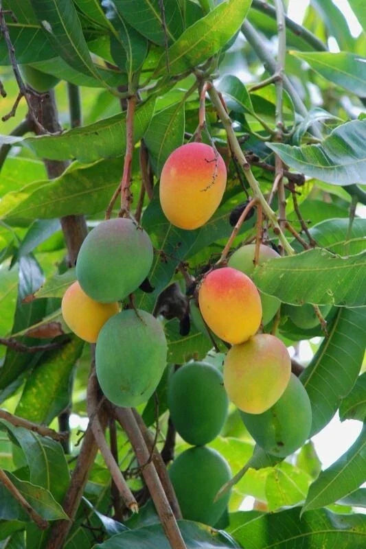 Florida Mango Scion Wood Cuttings - 3 Grafting Cuttings - Haden, Tommy Atkins, Kent - Mangifera indica