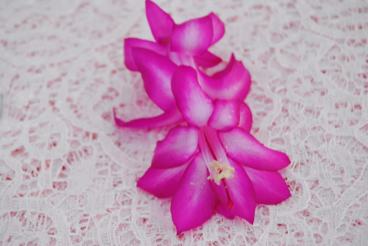 Christmas Cactus Starter Plant - Small Madonna - Healthy Schlumbergera truncata for Home and Gifts