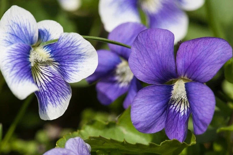 Wild Violets Live Plants 20+ with Roots - Purple Flower Ground Cover - Viola sororia - Perennial Garden Flora
