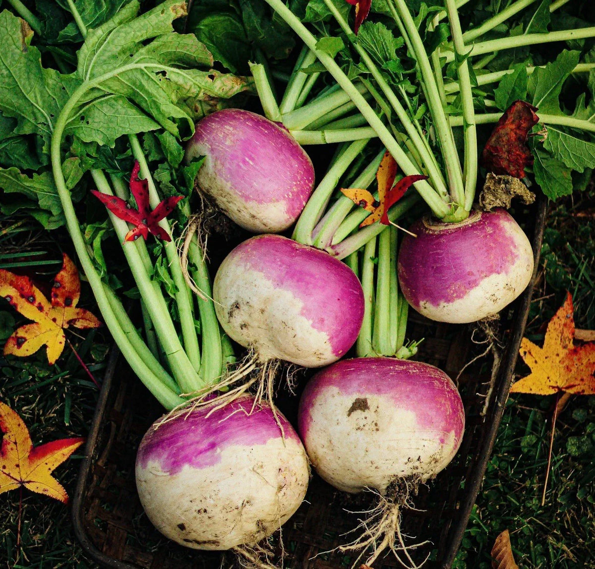 Turnip Seeds 600 Count Purple Top White Globe Heirloom Brassica rapa for Easy Gardening and Fresh Produce