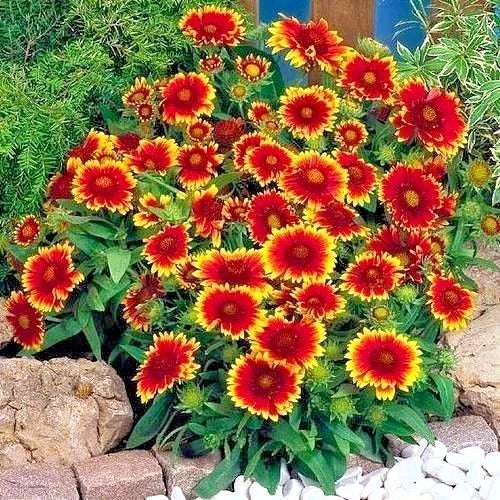 Indian Blanket Flower Seeds - 200+ Count - Gaillardia pulchella - Drought Tolerant Annual Wildflower for Containers