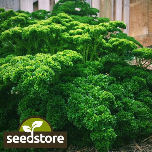 Triple Curled Parsley Seeds | Heirloom Non-GMO Herb Seeds | Petroselinum crispum | 200 Seeds per Packet