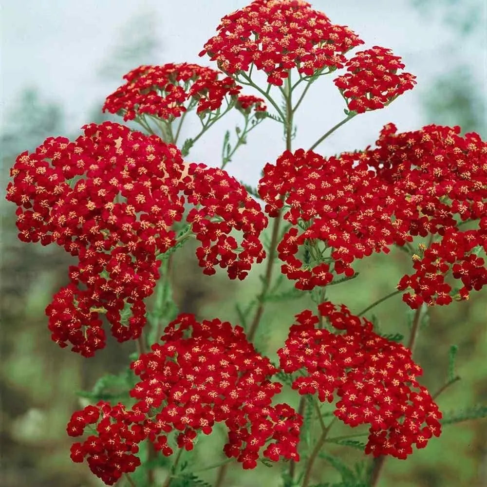 Yarrow Seeds 100 ct Cerise Queen Achillea millefolium Perennial Flower Seeds for Gardens and Landscaping