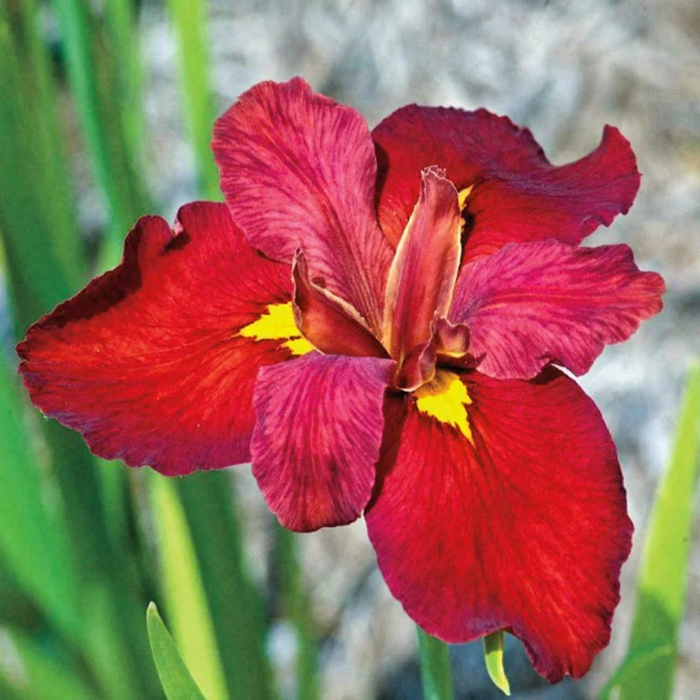 Blooming Size Aquatic Marginal Plant Set of 2 Ann Chowning Red Louisiana Iris, Iris fulva - Vibrant Pond Flowers