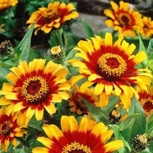 Mexican Sombrero Zinnia Seeds - 100 Double Bloom Flower Seeds - Zinnia elegans - Rare Multi-Colored Garden Flowers