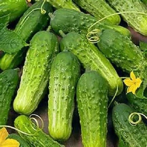 Organic Cucumber Seeds - 25+ Heirloom National Pickling - Cucumis sativus - Non-GMO for Home Gardening and Pickling