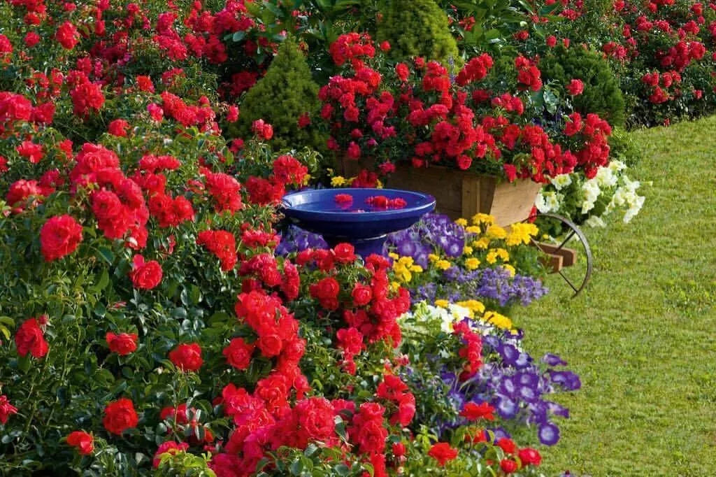 Scarlet Flower Carpet Groundcover Rose Cuttings 6 Pack - Everblooming Rosa 'Flower Carpet' - Low Maintenance Garden Plants