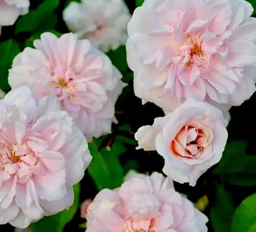 Heirloom Rose Cuttings - 16 Premium Cecile Brunner Cuttings - Rosa 'Cecile Brunner' - Fragrant Light Pink Blooms
