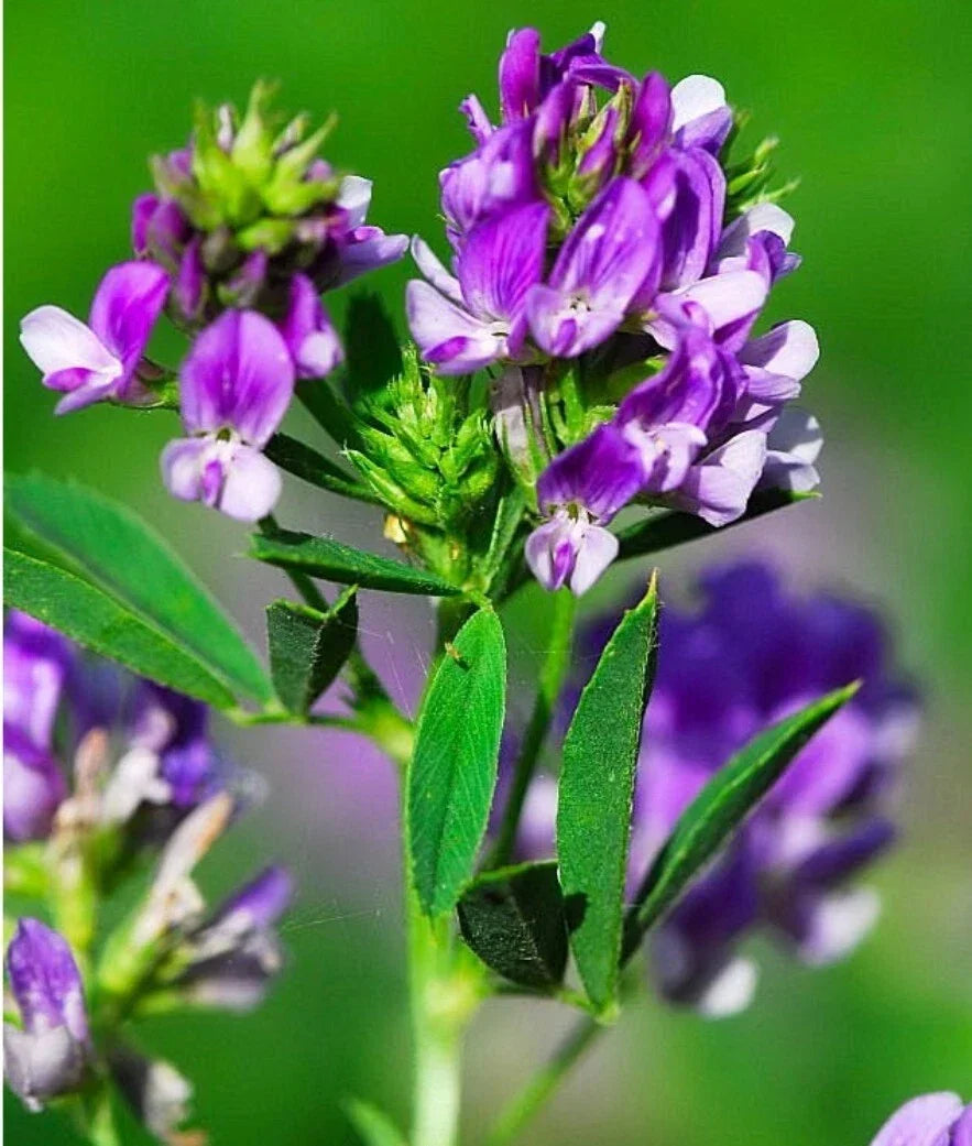 Alfalfa Organic Seeds 300++ Count Non-GMO Medicago sativa Lucerne Herb USA Grown for Gardening and Farming