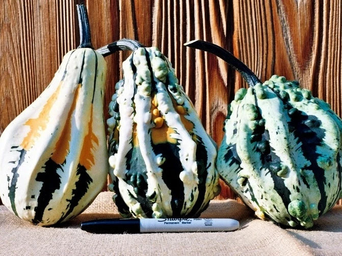 Super Wings Gourd Seeds - Packet of 25 - Unique Winged Gourds - Lagenaria siceraria - Non-GMO, Easy to Grow, Vibrant Decor