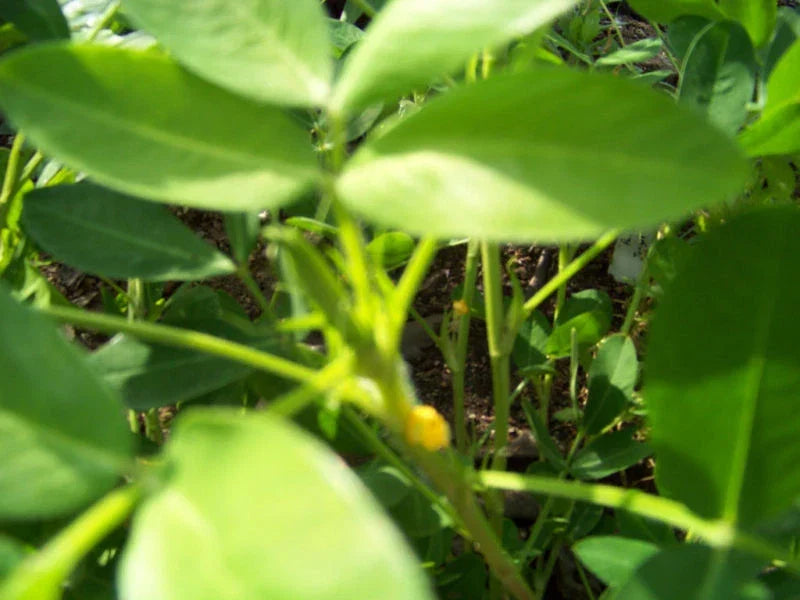 Peanut Seeds 1/2 lb Non-GMO Arachis hypogaea for Home Gardens - High-Quality Peanuts for Fresh Snacking and Cooking