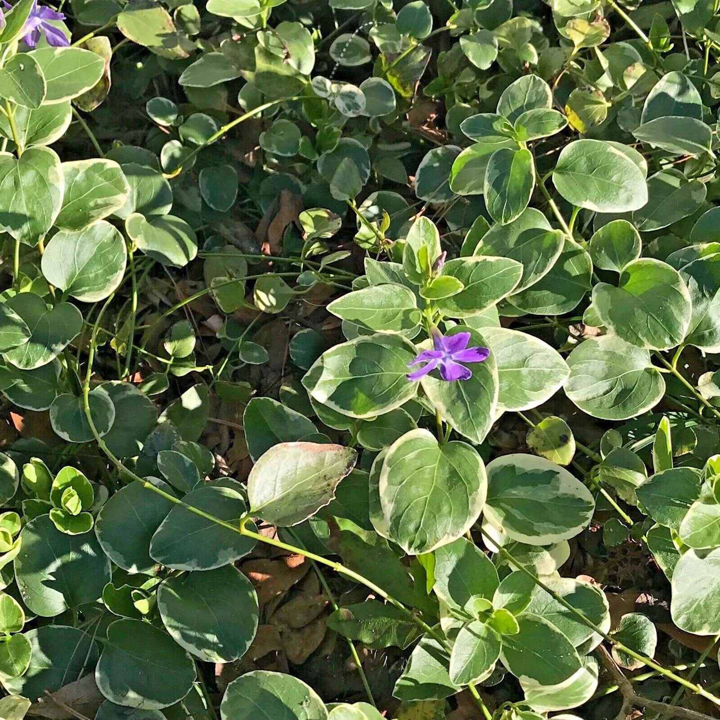 Variegated Vinca Groundcover Starter Vines - Lavender Periwinkle Flowers - Rooted Plants (Vinca minor)