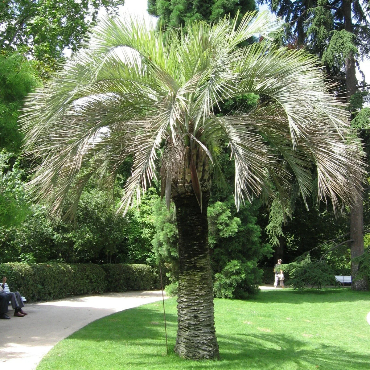 Coco Jelly Pindo Palm Seeds, 10 Count, Rare Tropical Butia capitata, Indoor/Outdoor Gardening, Edible Fruit, Drought-Tolerant