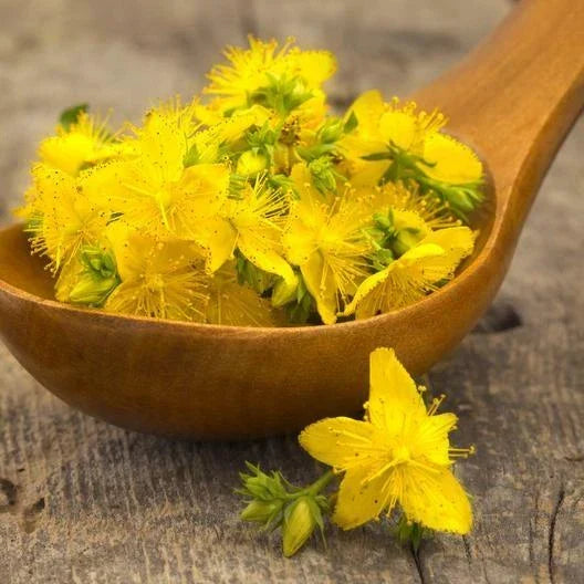 St. John's Wort Seeds - 500 Non-GMO Medicinal Herb Seeds - Hypericum perforatum - Yellow Flowering Perennial Plant