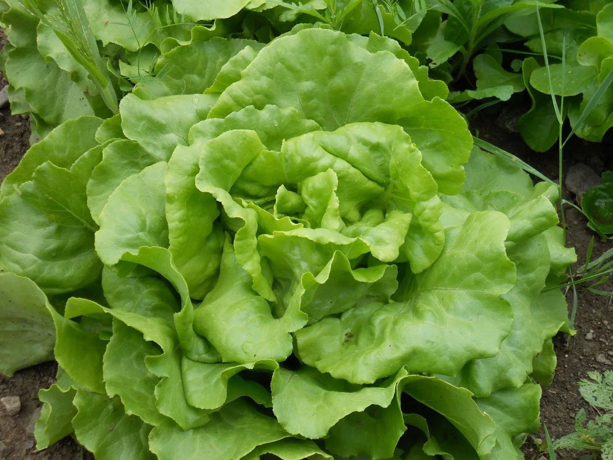 Bibb Butterhead Lettuce Seeds - Heirloom Seed Pack - Lactuca sativa - Non-GMO, Easy to Grow for Salads and Containers