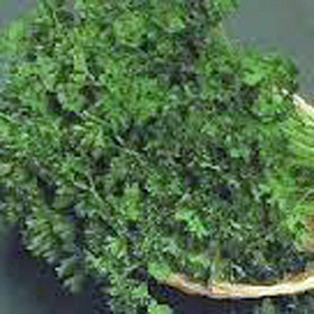 Parsley Seeds - Dark Green Italian Heirloom, Non-GMO, 50+ Seeds, Petroselinum crispum for Culinary Gardens
