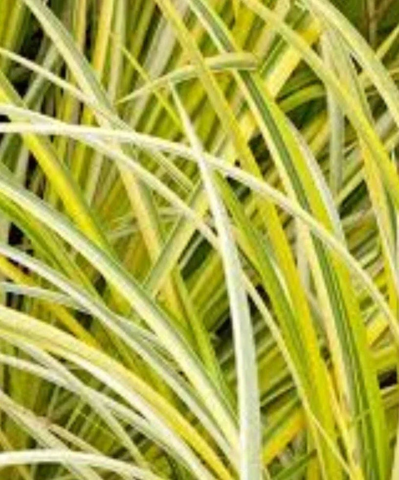 Golden Variegated Sweet Flag Plant - 1 Bare Root - Acorus gramineus 'Ogon' - Low Maintenance Ornamental Grass for Borders