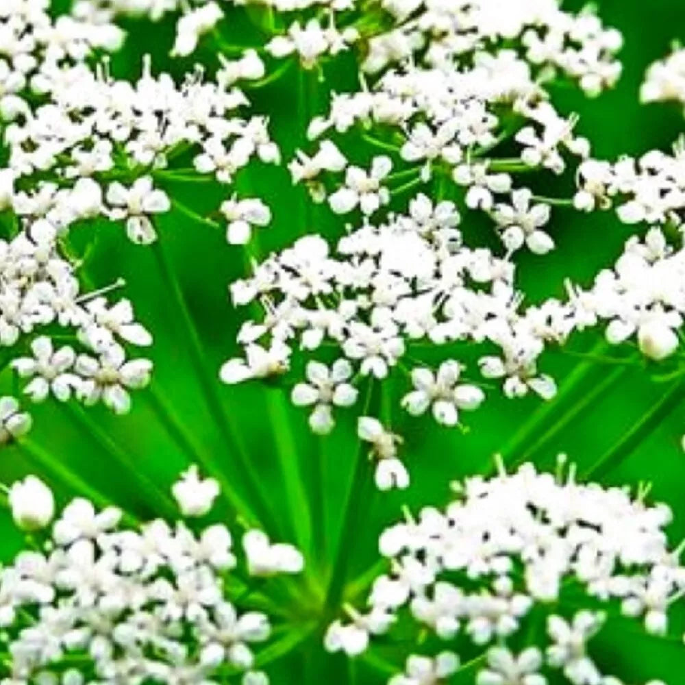 Anise Seeds - Heirloom Non-GMO Fresh Garden Seeds - Pimpinella anisum - Aromatic Culinary Herb