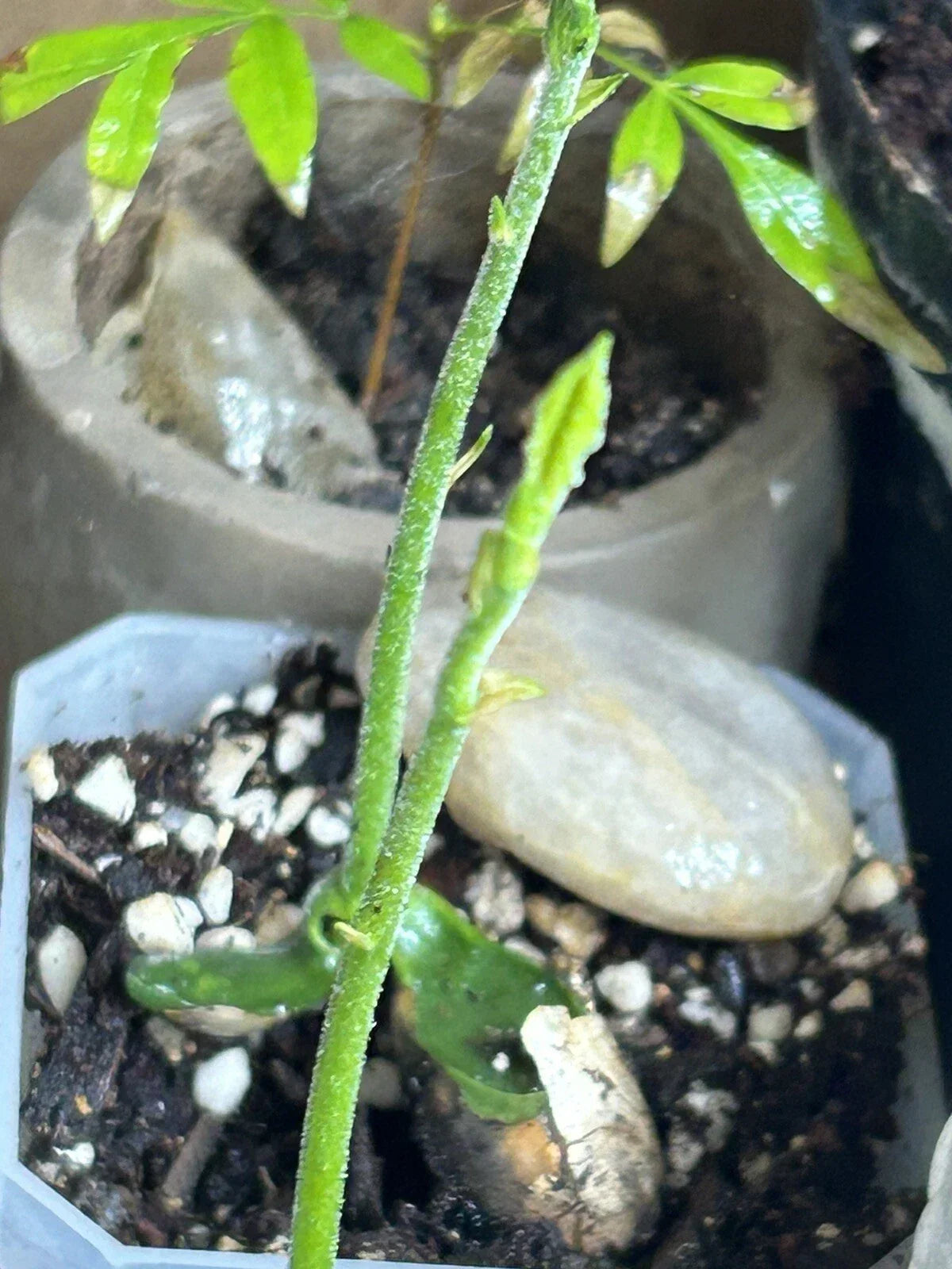 Jackfruit Seedling 3" Pot - Tropical Fruit Plant Artocarpus heterophyllus - Home Garden & Patio Plant