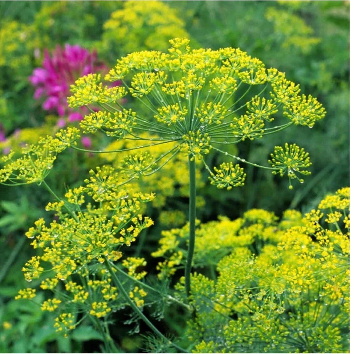 Dill Herb Seeds | 50+ Organic Heirloom Bouquet | Anethum graveolens | Non-GMO USA Sourced