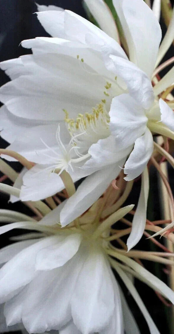 Epiphyllum Oxypetalum Plant - Queen of the Night - Blooming Cactus Succulent - Decorative Indoor/Outdoor Greenery