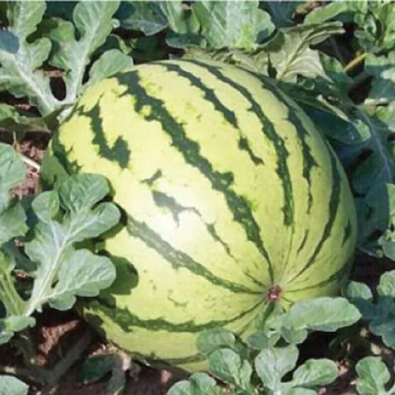 Dixie Queen Watermelon Seeds - 20 Organic Non-GMO Seeds - Citrullus lanatus - USA Grown, Sweet & Juicy for Home Gardens