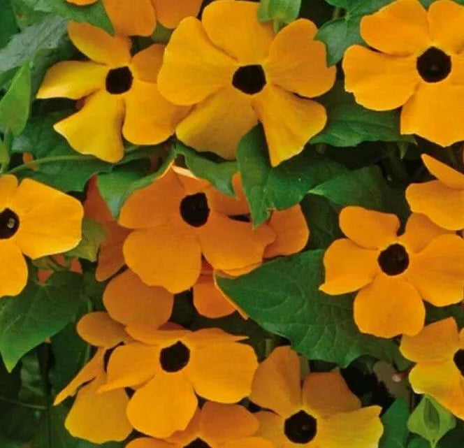 Black Eyed Susan Vine Seeds 50+ Orange Yellow Annual Flower Thunbergia alata - Vibrant Climbing Vine for Gardens