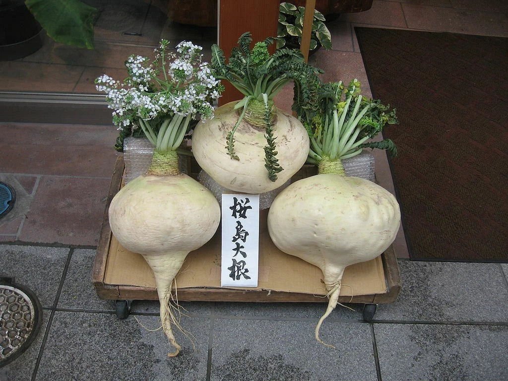Sakurajima Mammoth Daikon Seeds - 300 Count, Mild Sweet Radish, Raphanus sativus Var. Longipinnatus, Non-GMO