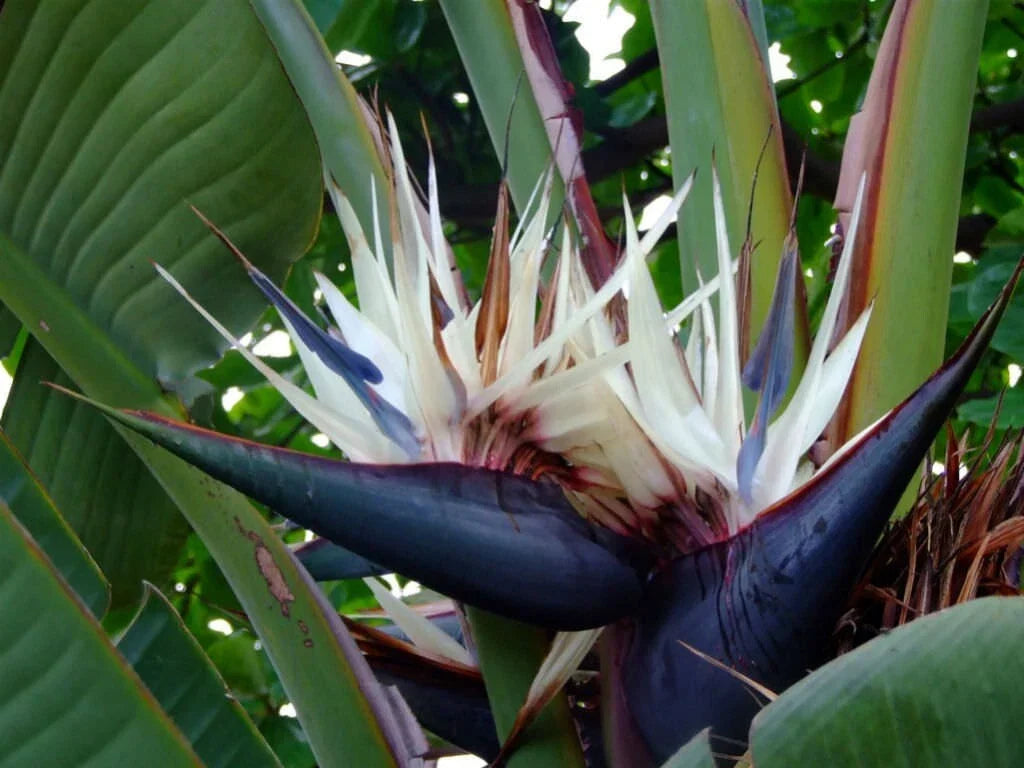 Giant White Bird of Paradise Plant - 10-12 Inches - Strelitzia Nicholai - Rooted Tropical Indoor/Outdoor Houseplant