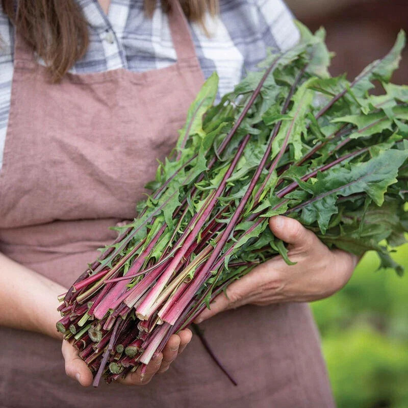 Red Stem Endive Seeds - 1000 Count Non-GMO Heirloom Italian Dandelion (Cichorium endivia) for Culinary Gardens