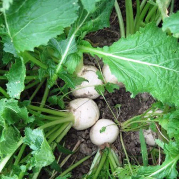 Organic White Egg Turnip Seeds, 50+ Heirloom Seeds, Brassica rapa - Easy to Grow for Home Gardens and Containers