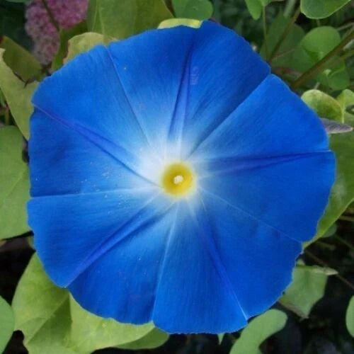 Heavenly Blue Morning Glory Seeds | 20 Pack | Giant 5" Blue Flowers | Ipomoea tricolor | Non-GMO, Easy to Grow