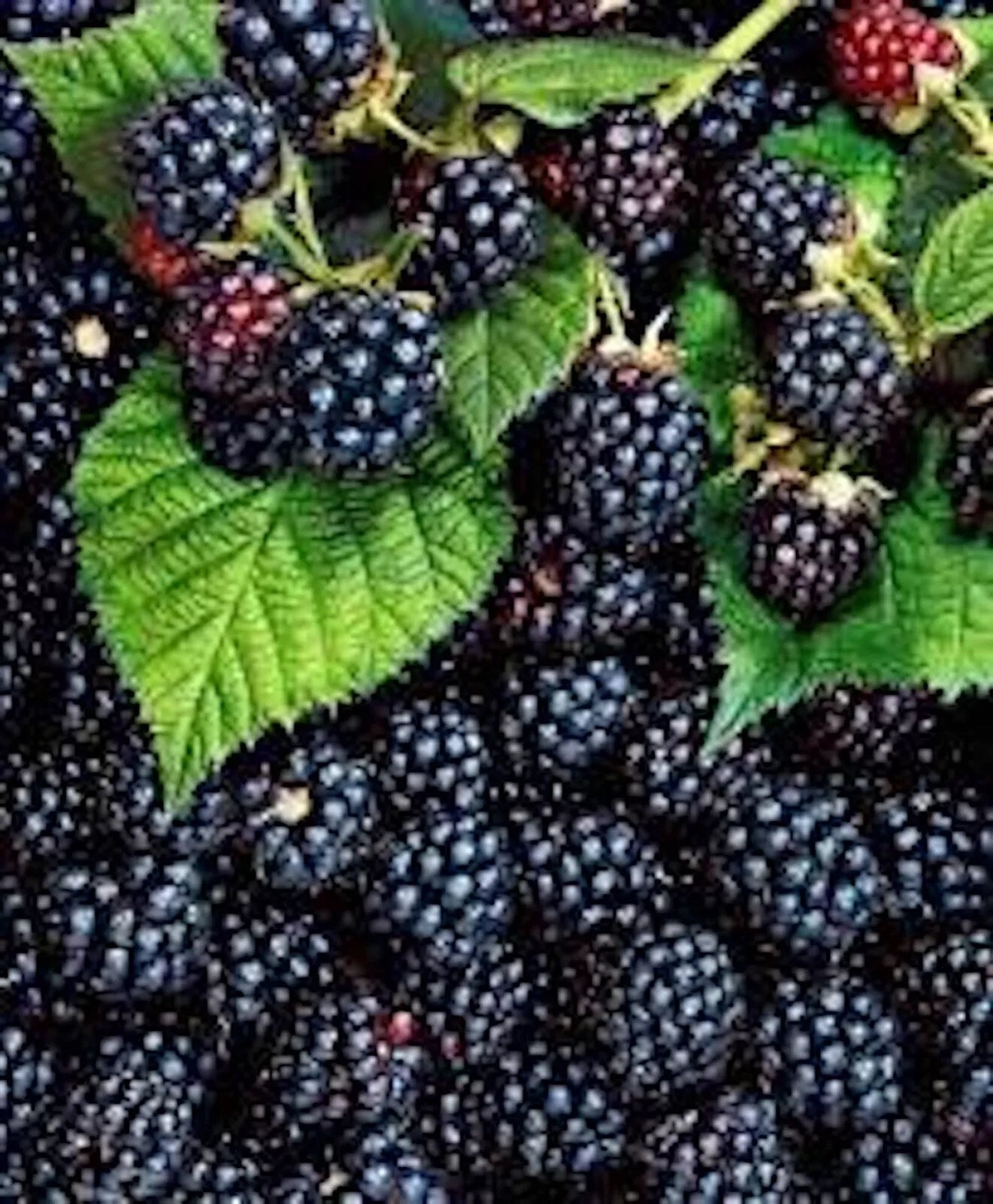 Thornless Blackberry Plant - Bare Root Edible Fruit - Rubus fruticosus - Triple Crown Variety - Easy Care, High Antioxidants