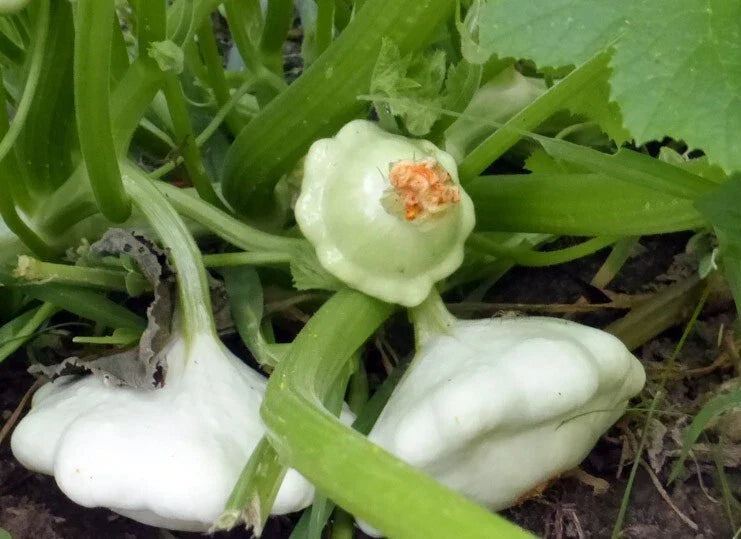 Early Scallop White Bush Patty Pan Summer Squash Seeds - 20 Heirloom Cucurbita pepo - Perfect for Summer Gardens