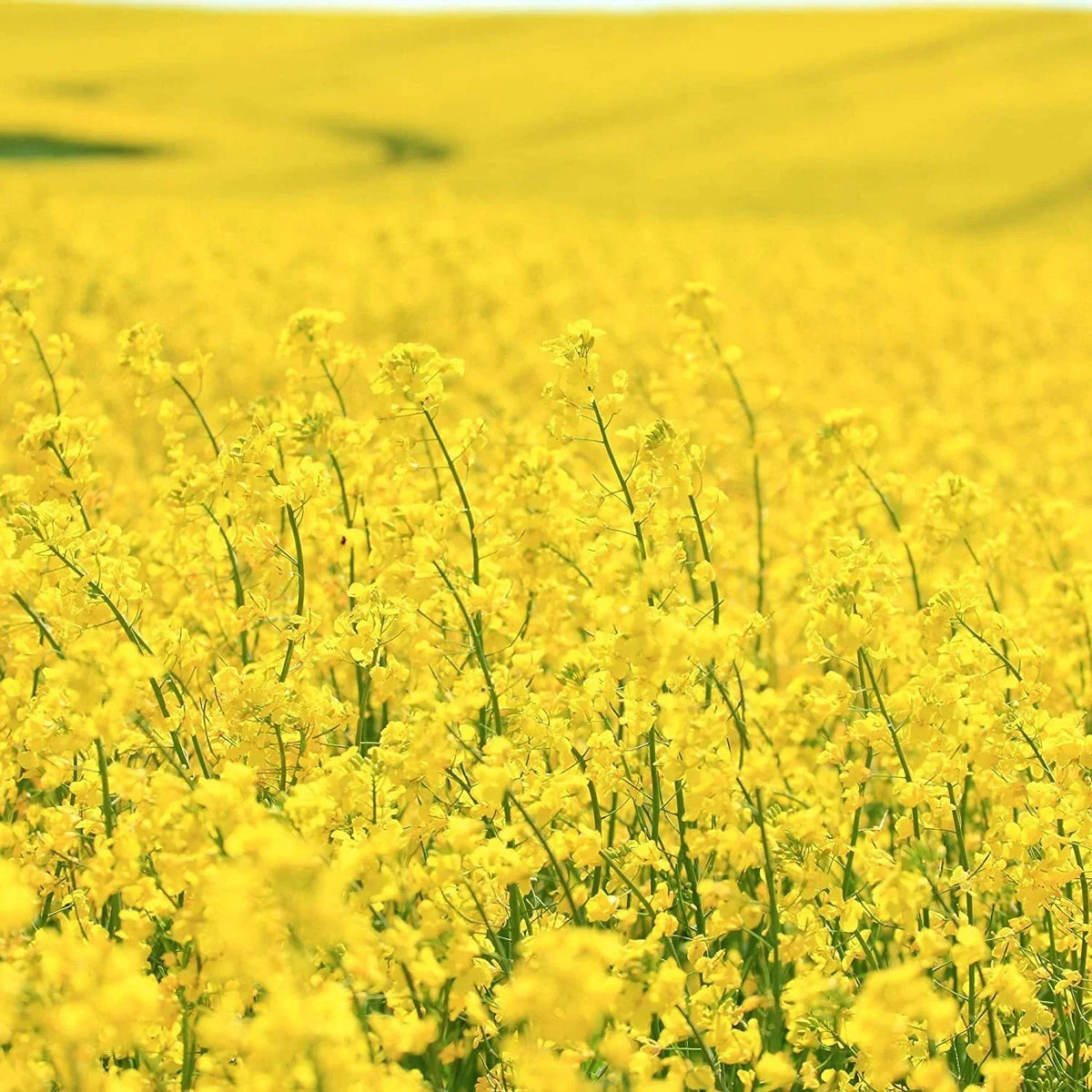 Brassica Dwarf Essex Forage Rape Seed 1 lb - Brassica napus for Food Plots & Cover Crops, High Nutritional Value Seed