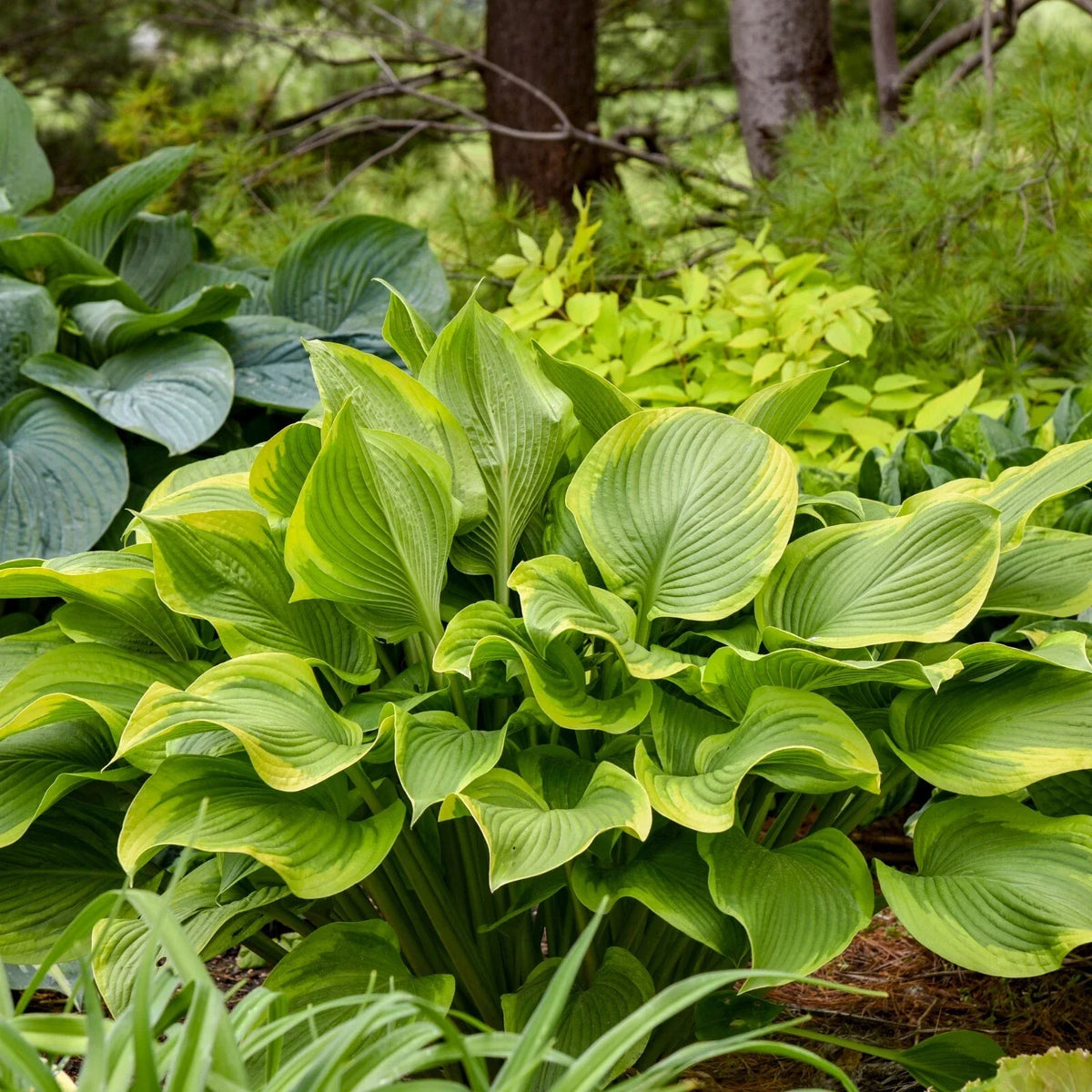 Hosta Plant 5.25" Pot Lone Star Perennial Shade Plant Hosta 'Lone Star' Blue-Green Leaves Creamy White Margins