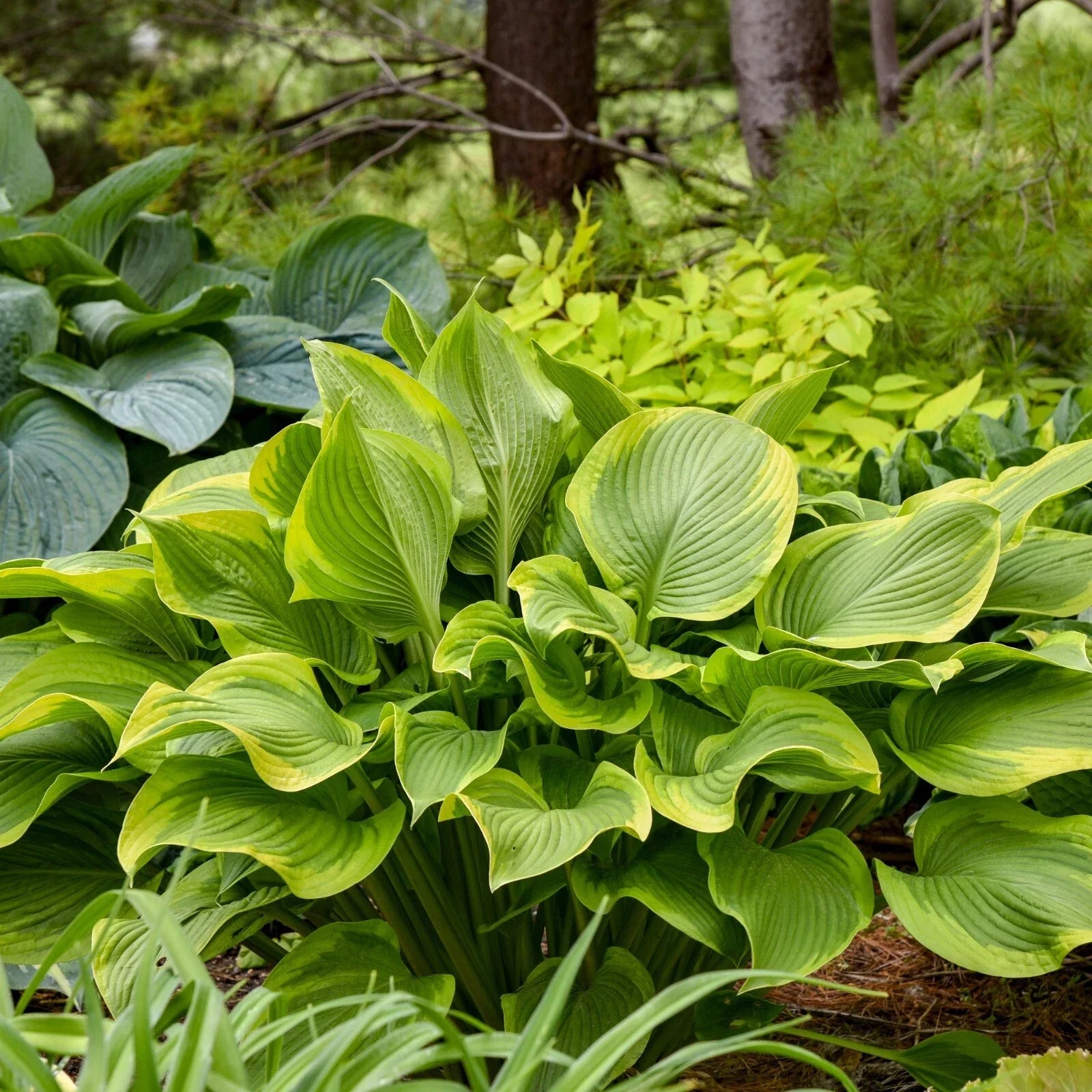 Hosta Plant 5.25" Pot Lone Star Perennial Shade Plant Hosta 'Lone Star' Blue-Green Leaves Creamy White Margins