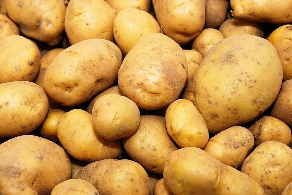 Kennebec Seed Potatoes - Medium Size, High Yield, White Skin, Solanum tuberosum - Certified Disease-Free for Planting