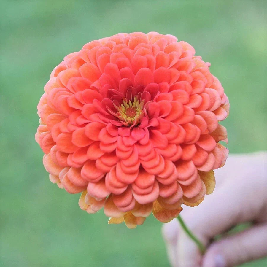 Zinnia Seeds Packet - Coral Beauty - Salmon Rose Pink - Pollinator Friendly - Zinnia elegans - Non-GMO - 2025