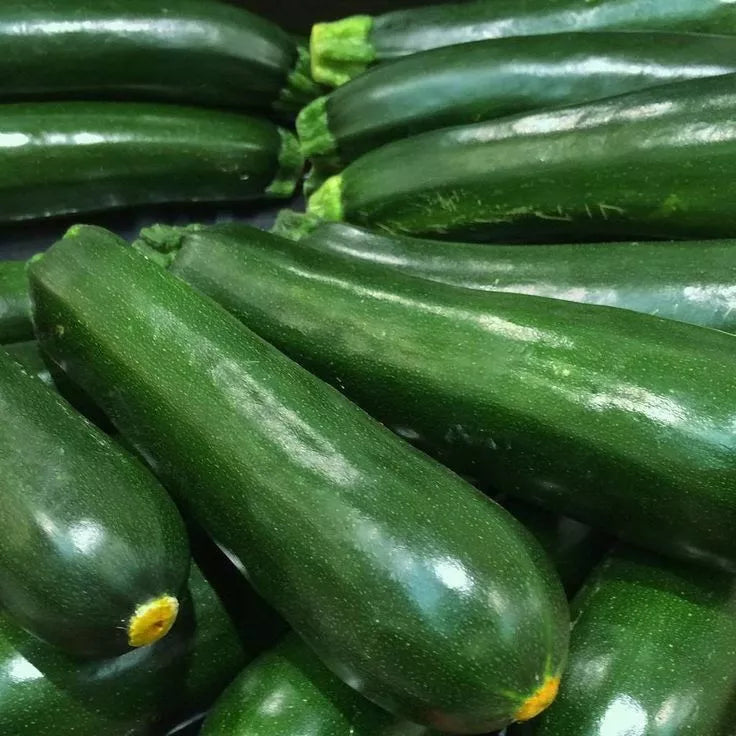 Black Beauty Zucchini Seeds 25 Ct Non-GMO Summer Vegetable Cucurbita pepo for Home Gardening