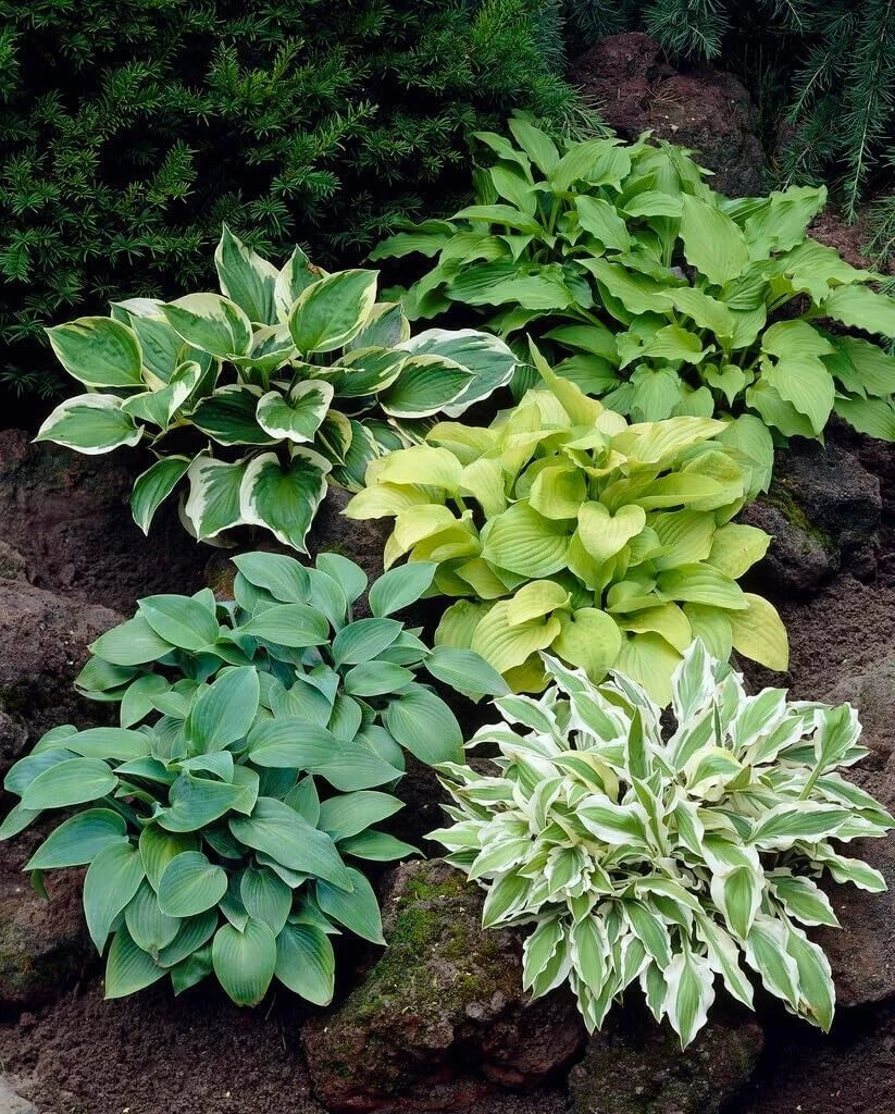 Mixed Hosta Plant Roots Set - 6 Root Gardeners Mix - Variegated Foliage - Hosta spp. - Ideal for Shade Gardens