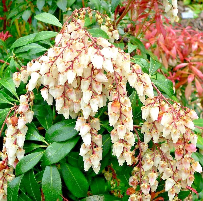 Unrooted Cuttings 5 Thin Cuttings Pieris Japonica Japanese Andromeda Bush for Planting and Propagation
