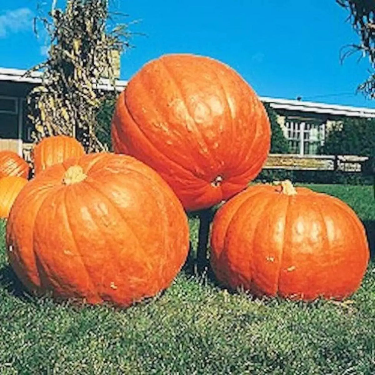 Big Max Pumpkin Seeds - 10+ Pack - Giant Heirloom Non-GMO - Cucurbita maxima - Prize Winning Gardening Seeds
