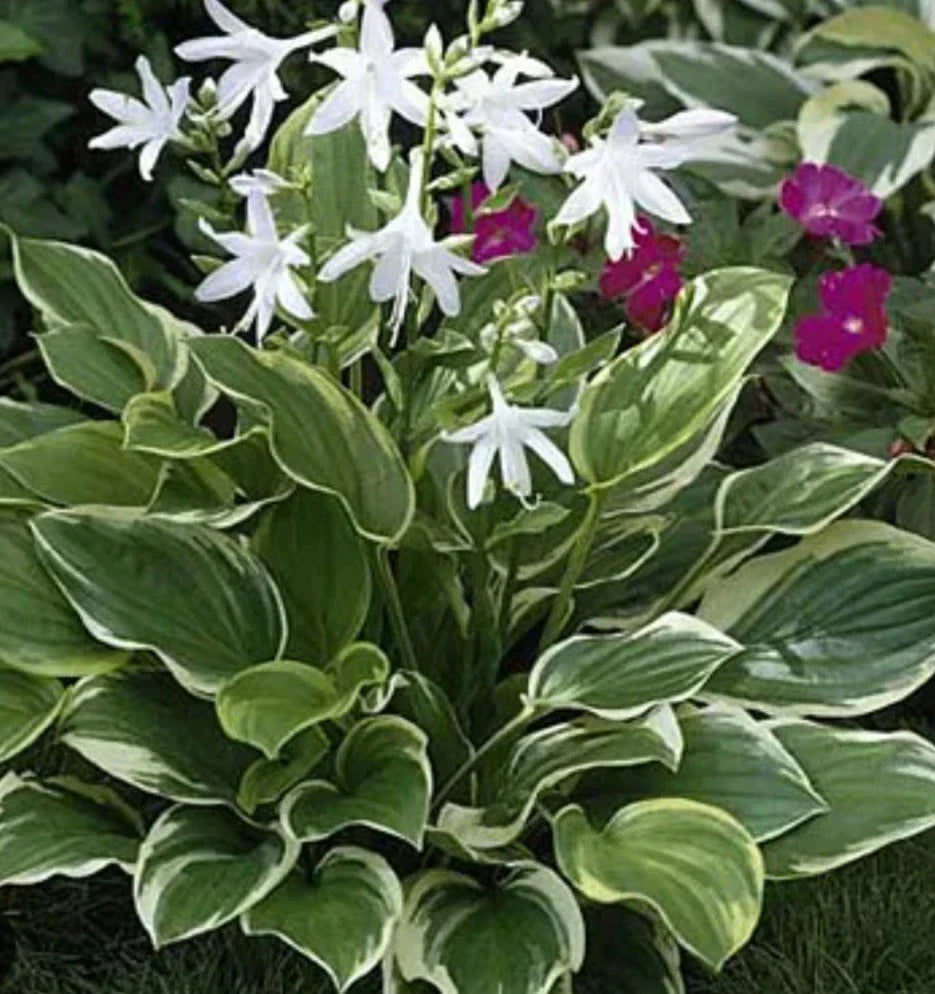 Hosta Plant - So Sweet Variety - Potted Perennial Shade Lover - Hosta hybrid - Heart-Shaped Leaves & Lavender Blooms