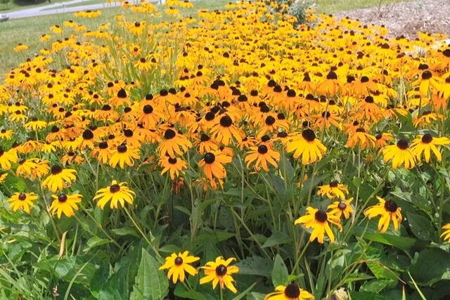 Black Eyed Susan Seeds - 200 Count - Rudbeckia hirta Brown Eyed Variety - Pollinator Friendly Garden Flowers