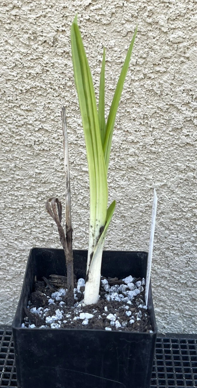 Bletilla striata x formosana 'Yokohama Kate' Bare Root Hardy Orchid Plant - Purple Ground Orchid for Garden, Zones 5-9