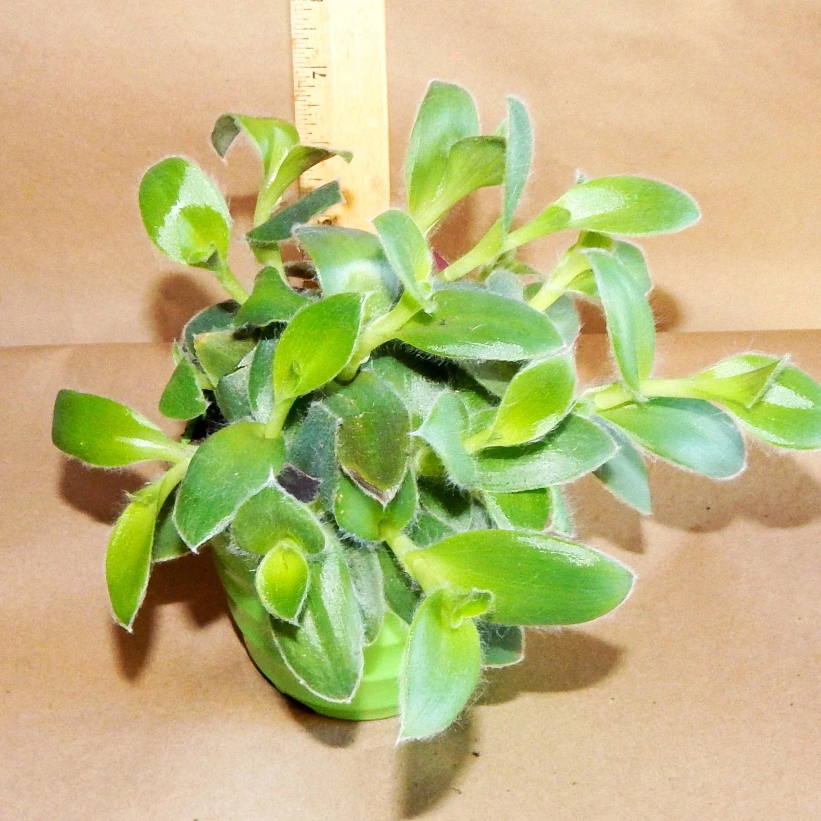 Fuzzie Bunny Bellies Live Plant - 8 Rooted Vines - Peperomia obtusifolia - Ideal Indoor Houseplant for Home Decor