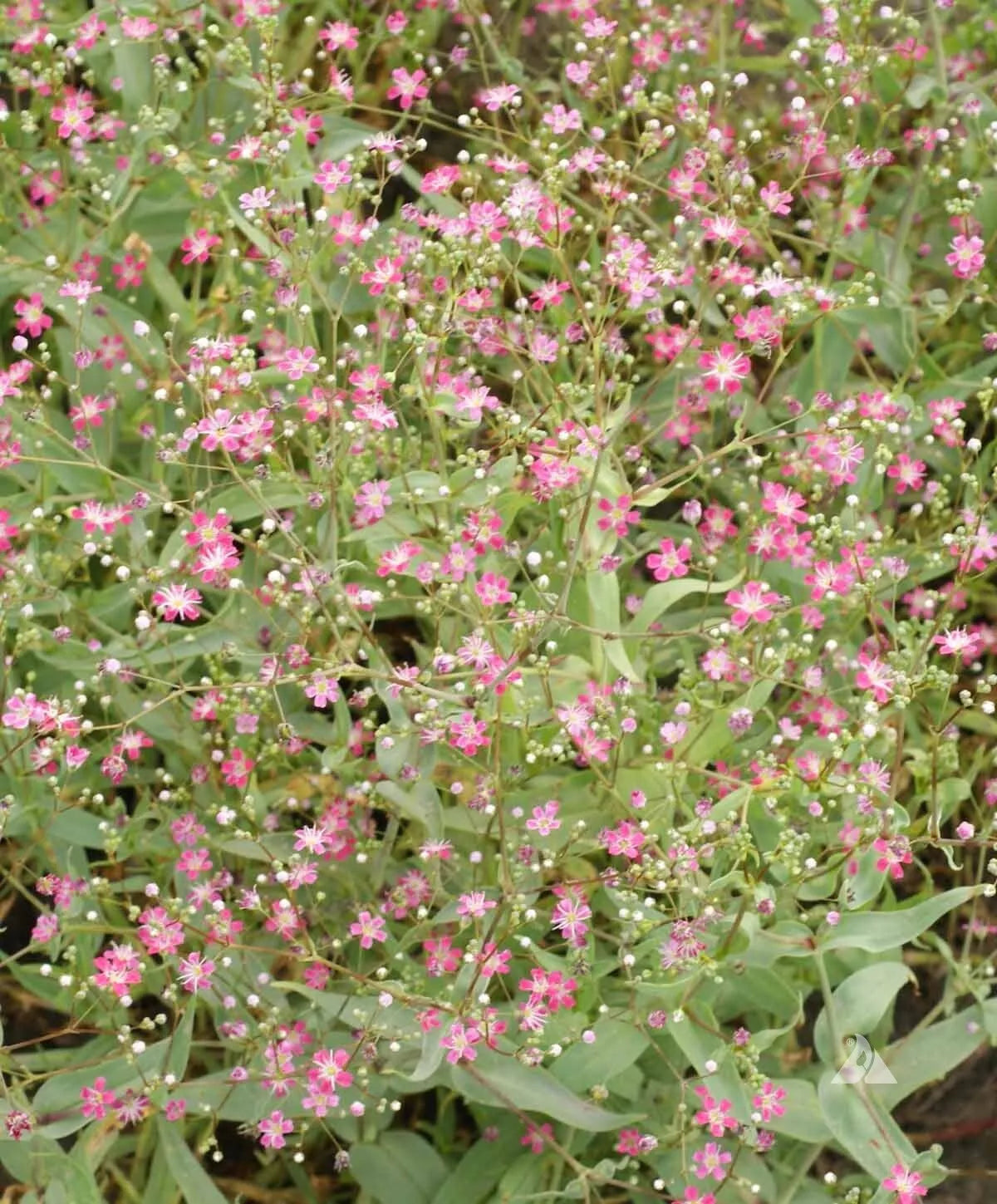 Carmine Baby's Breath Seeds 500+ | Gypsophila Elegans | Annual Flower | USA Grown for Vibrant Gardens and Bouquets