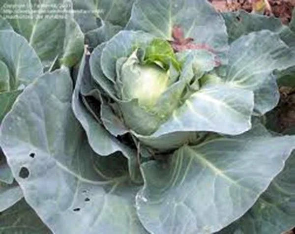 Cabbage Seeds 50 Count Charleston Wakefield Heirloom Non-GMO Brassica oleracea for Home Gardens and Small Farms